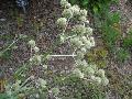 Rattlesnake Master / Eryngium yuccifolium  